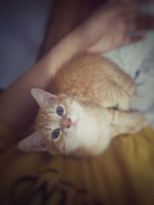 Продаются котята