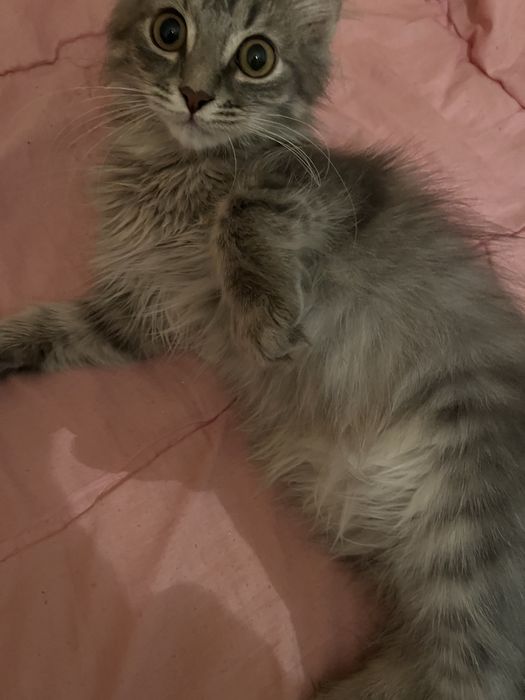 Отдам бесплатно котенка