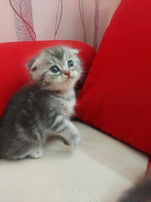 Продаю породистых котят