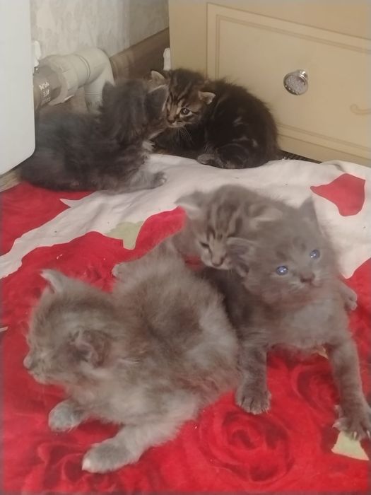 Котята отдам в добрые руки
