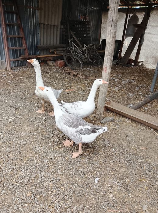 Vand gâște tinere