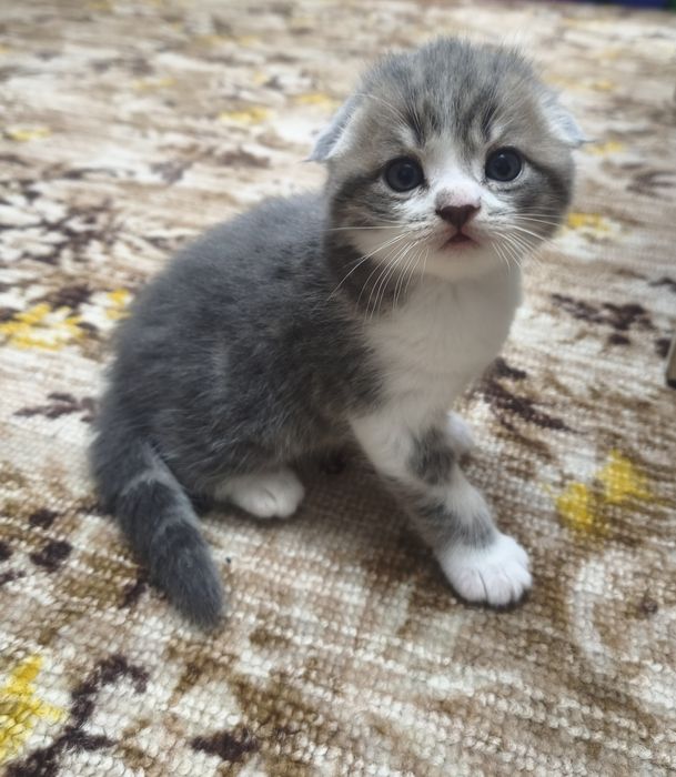 Шотландские котята