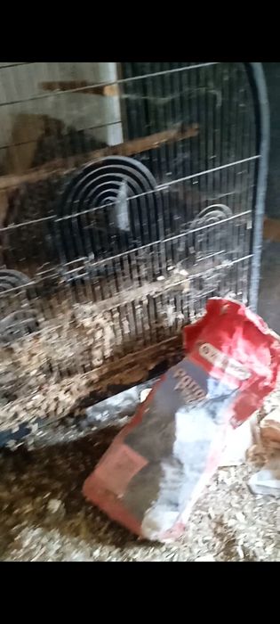 Воалиера клетка за голям папагал