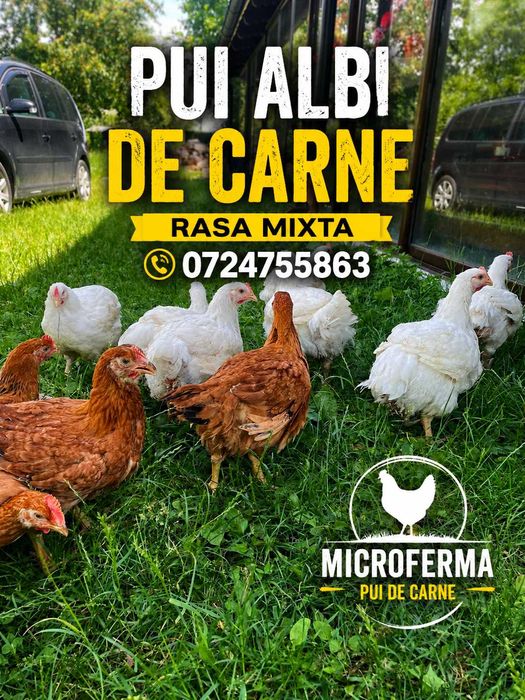 Pui albi de carne / rasa mixta Valea Moldovei !