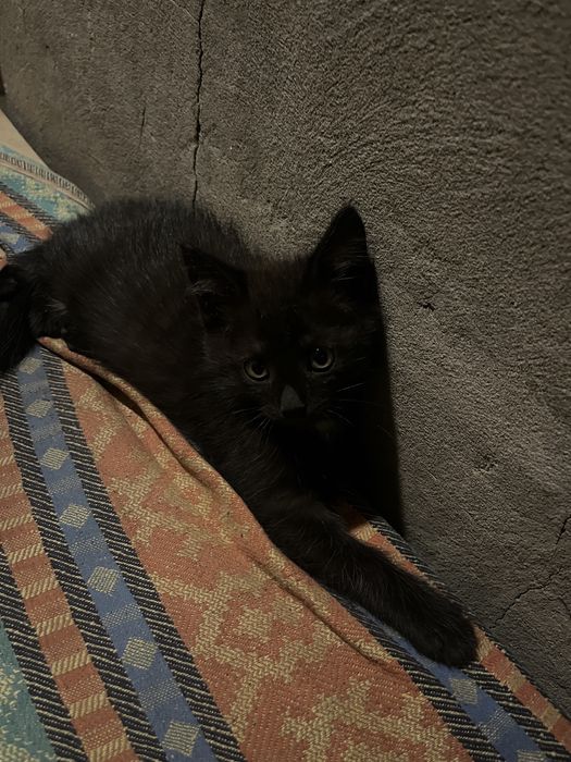 отдам котёнка, мальчик ему 1 месяц