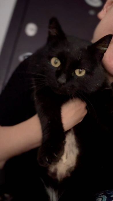 Котик ищет дом и хозяев