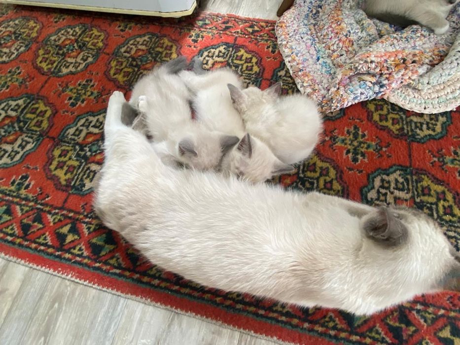 Отдам сиамских котят в хорошие руки