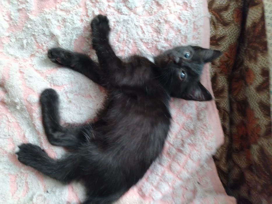 Отдам чудесных котят в добрые руки