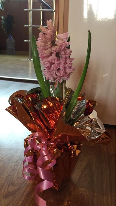 Цветы Геоцинты в горшочкх