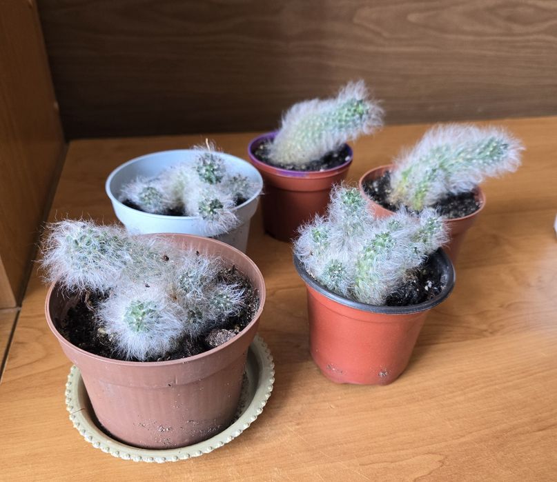 Продам кактусы в горшках.