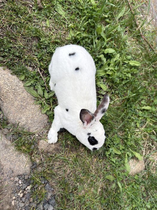 Iepuroi rex dalmatian de vanzare.