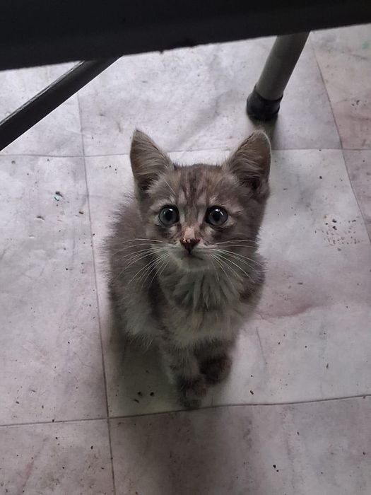 Котенок ищет любящих хозяев
