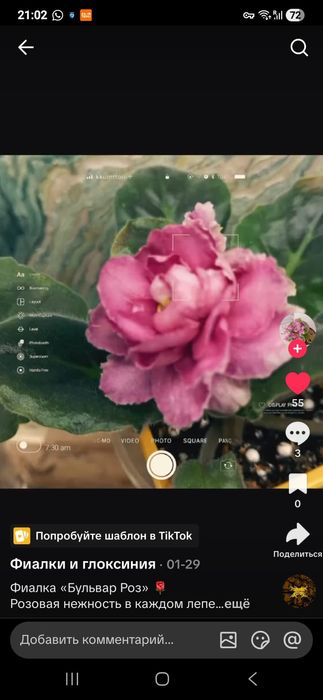Излишки сортовых фиалок и торф