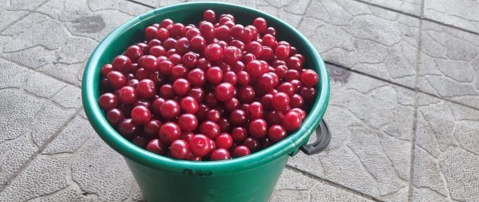 Продам дачную вишню