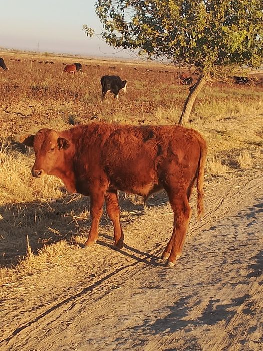 Чорва моллари сотилади тирик ва гўшт вазнида