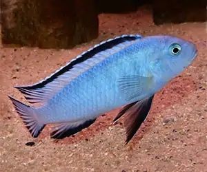 Рибки Африкански цихлиди от езерото Малави