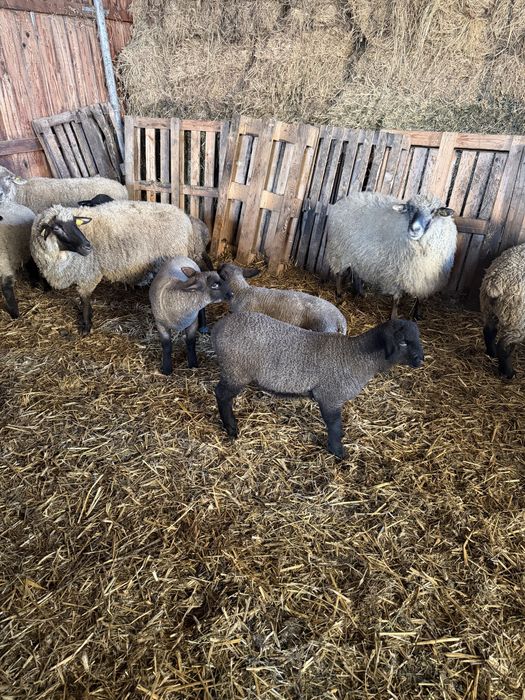 Vând miei de lapte din rasă de carne