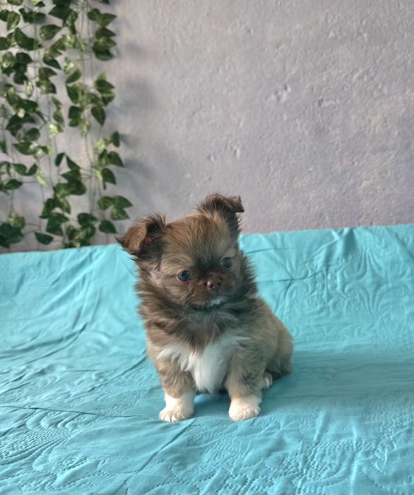 Чихуахуа момченца