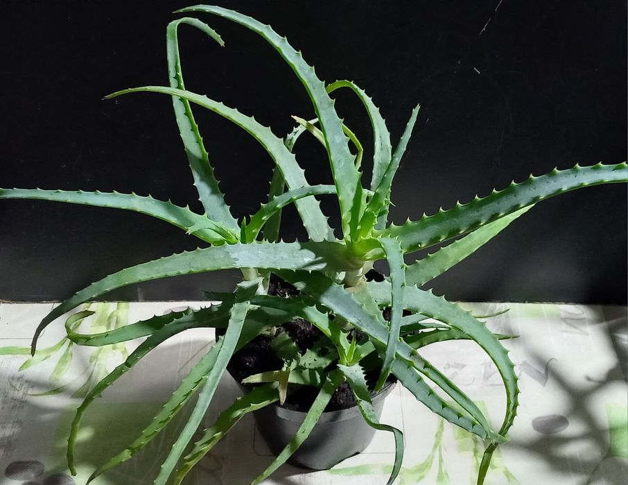 Алоэ  лечебное   ..