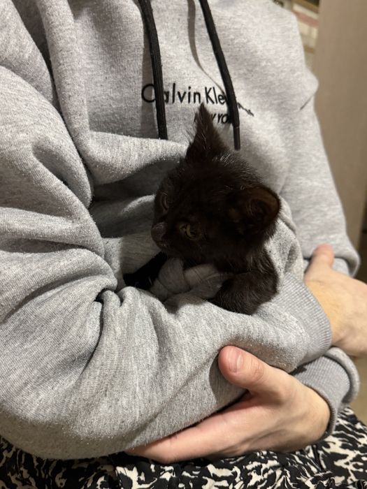 Котенок в добрые руки