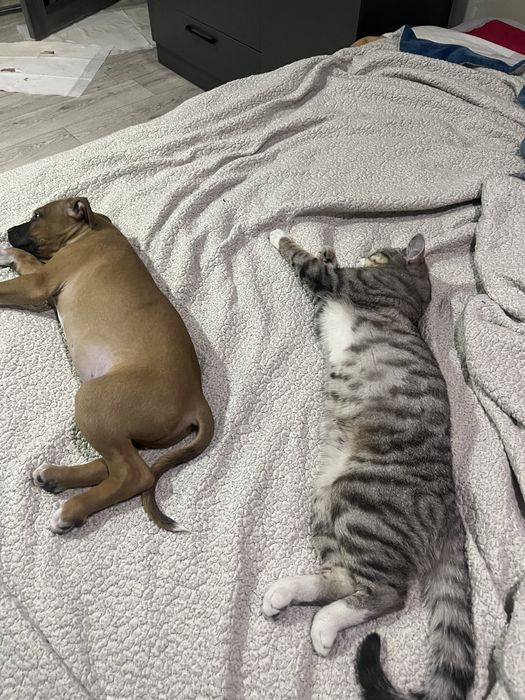 Продам щенка амстафа