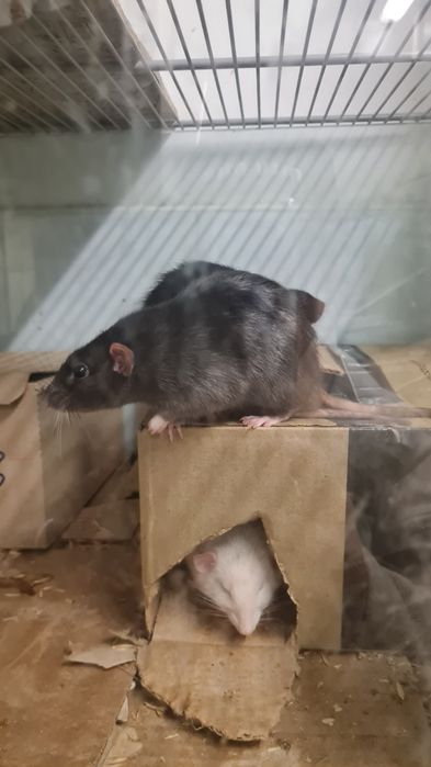 Продам крыс породы дамбо