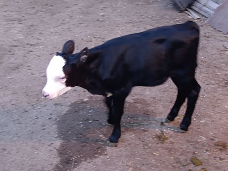 Продам двух бычков