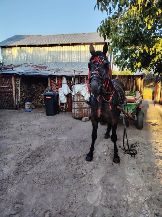 Vând cal, vârsta 7 ani