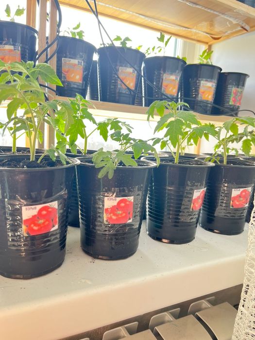 Проадю расаду испанский вид де бардо красны