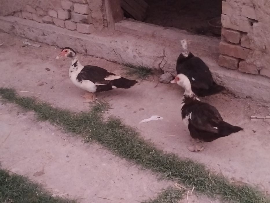 Indutka sotiladi