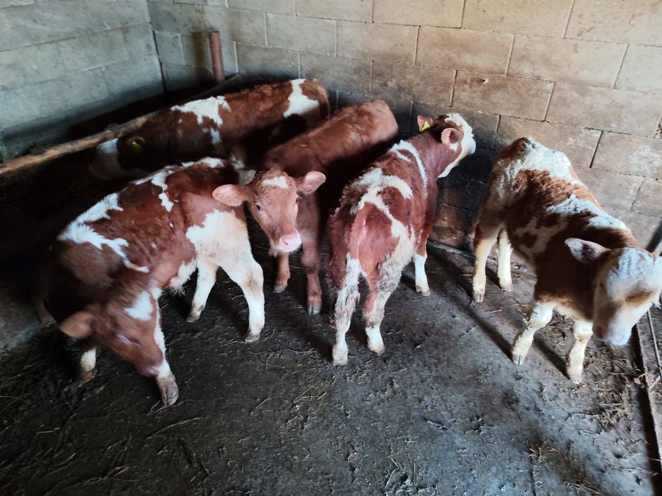 Vând vitei intarcati