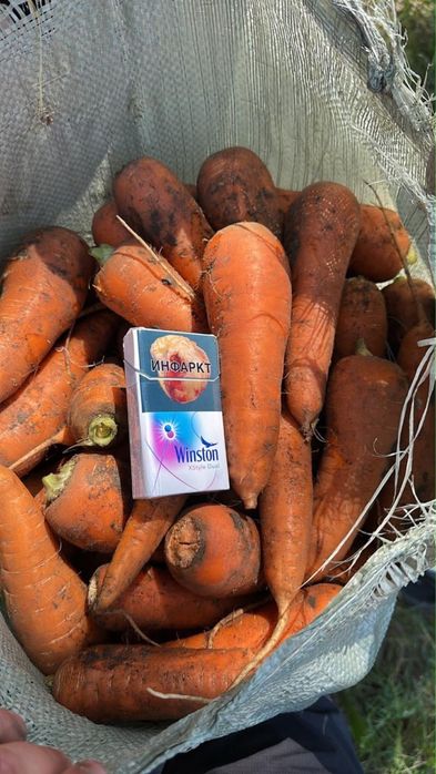 Продам морковь, сорт Каспий 175