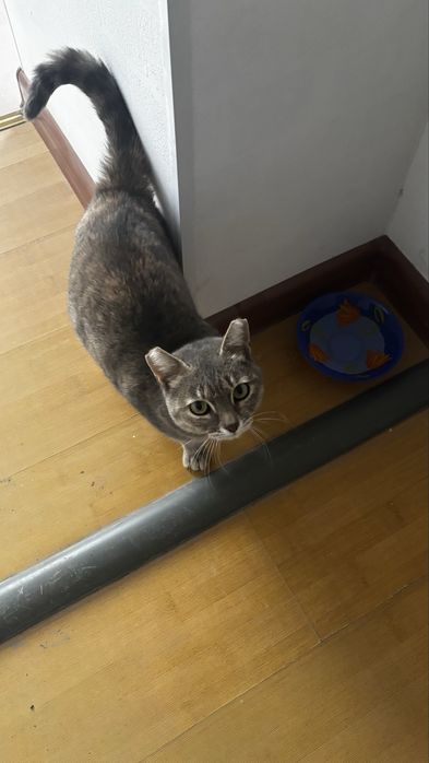 Кошку в добрые руки