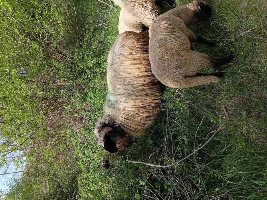 Berbeci de vanzare Gorj