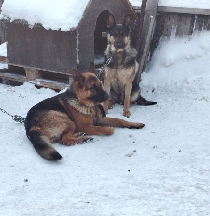 Щенки немецкой овчарки,девочки.