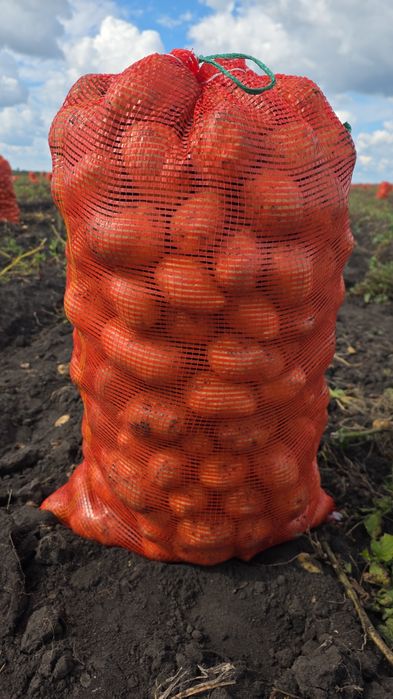 Продам картофель Галла