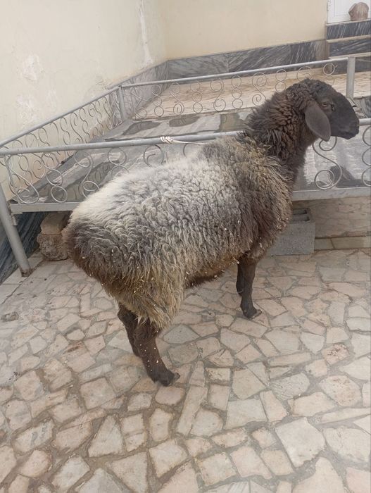 Bugʻoʻz qoʻy sotiladi