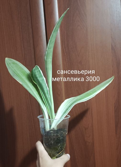 Сансевьерия металлика