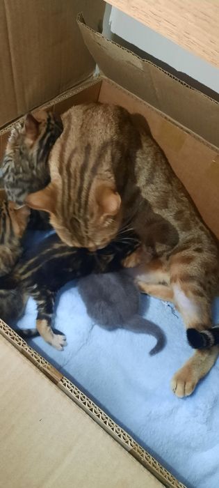 Продам бенгальских котят