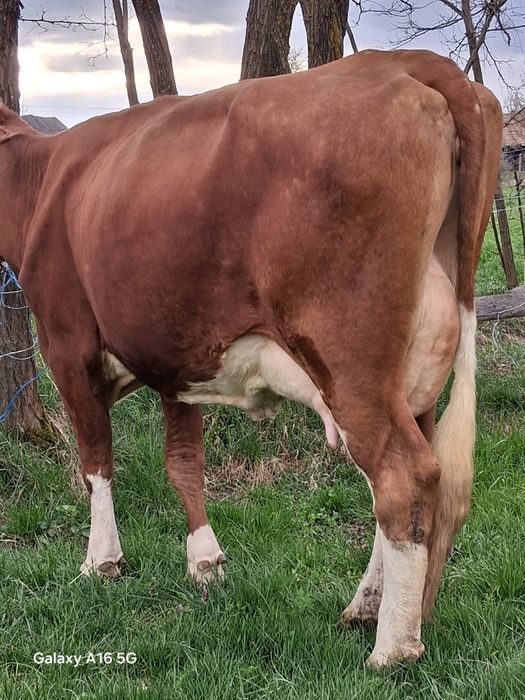 Vand juninca baltata românească la a 2a fătare