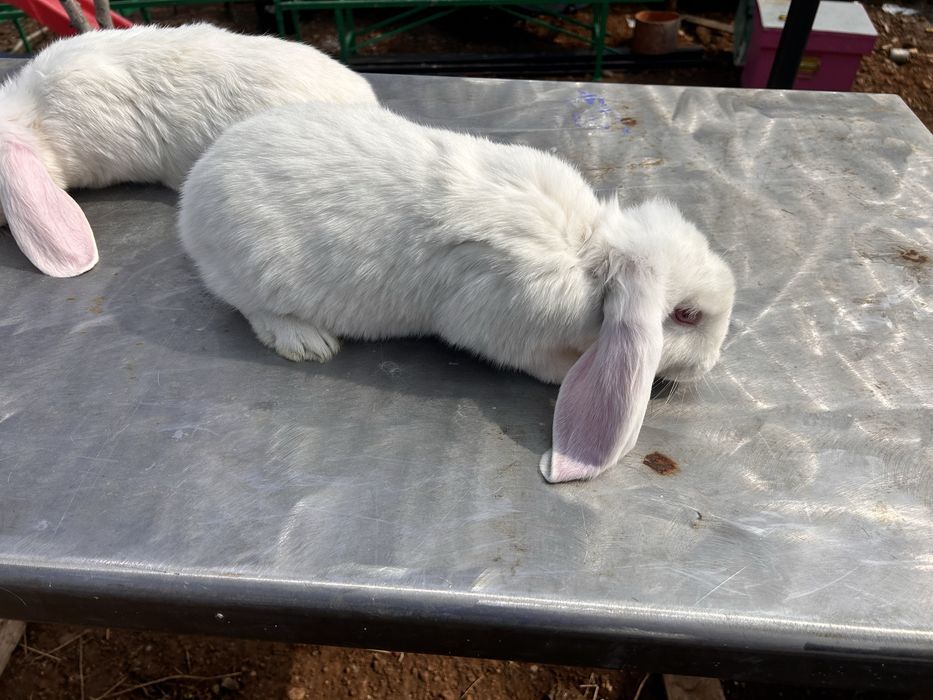 Iepuri berbec german