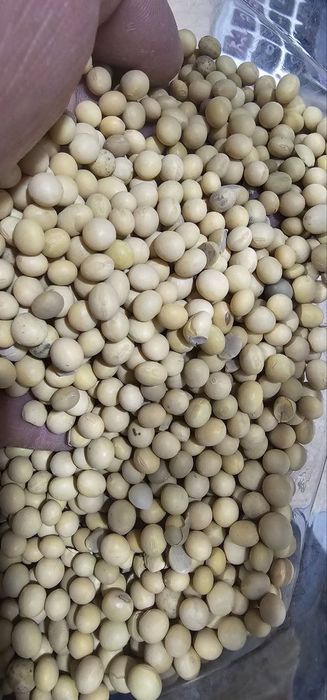 Масло, соя, соевый шрот, нерафинированный