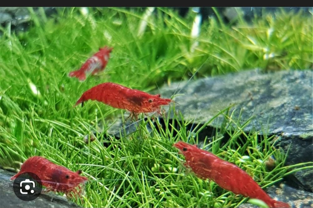 Креветка вишня (Черри)