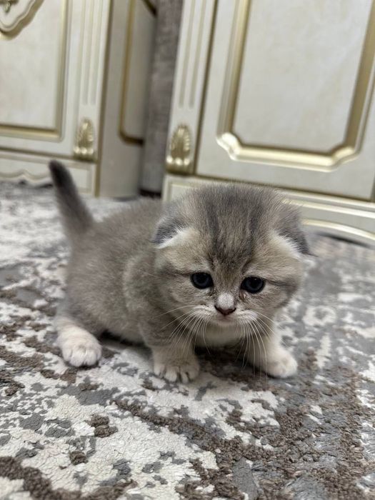 Продаются котята, Mushik  sotiladi