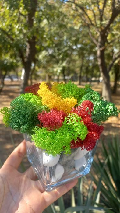 Керамична кашпа или дървено пънче с коронка от скандинавски мъх