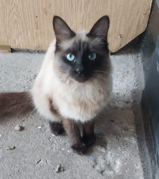 Потерялась кошка, БАМ