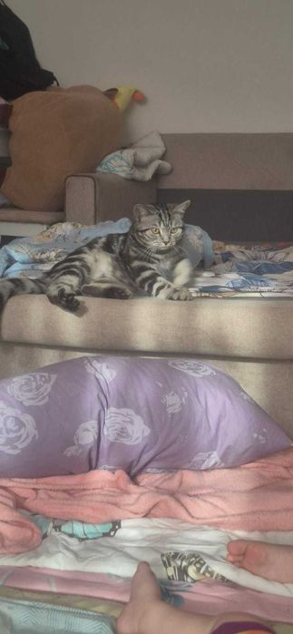 Бесплатно отдам котика