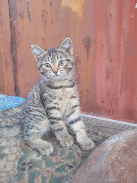 Отдам котят бесплатно