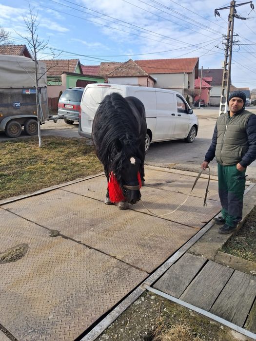 Vănd un armasar. Fitero