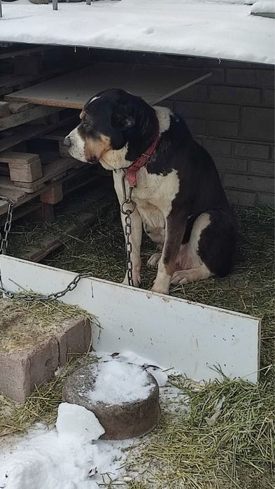 Продам Алабая (ж.)